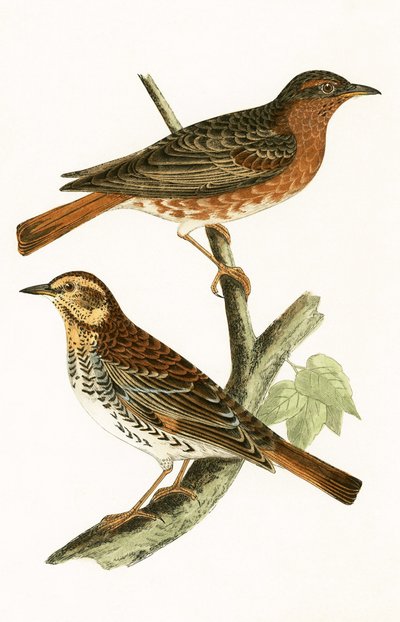 Zorzal de Naumann, ilustración de 