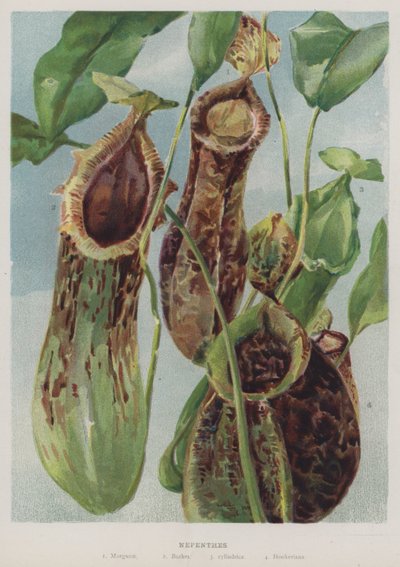 Nepenthes de English School