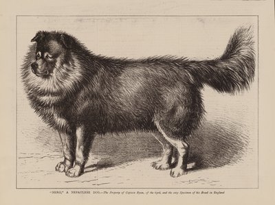 "Nero", un perro nepales, propiedad del Capitán Ryan, del 63º, y el único ejemplar de su raza en Inglaterra (grabado) de English School