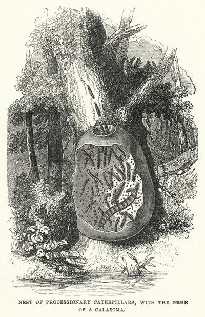 Nido de Orugas Procesionarias, con la Larva de un Calasoma (grabado) de English School