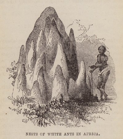 Nidos de hormigas blancas en África (grabado) de English School