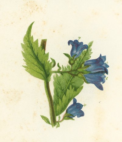 Campanilla de Hojas de Ortiga, Campanula Trachelium de English School