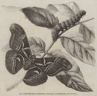 Nueva polilla del gusano de seda (Saturnia Cynthia), oruga y capullo (grabado) de English School