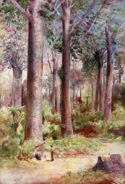 Nueva Zelanda: Kauri (litografía en color) de English School