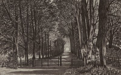 Newbury: Avenue, Highclere Park (litografía) de English School