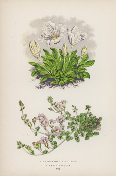 Nierembergia Rivularis; Linaria Villosa (litografía en color) de English School