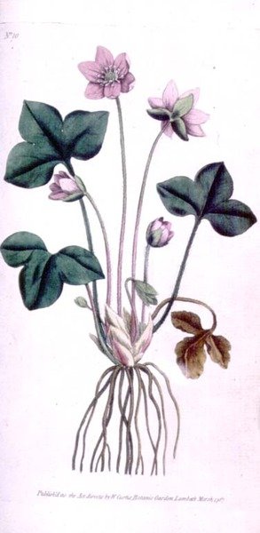 Hepática Noble (Anemone hepatica), lámina 10 del 