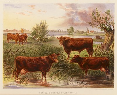 Norfolk and Suffolk Polled Cattle (litografía en color) de English School