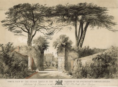 Vista Norte de los Cedros en los Jardines de la Compañía de Boticarios, Chelsea, Londres de English School