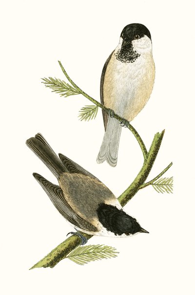Herrerillo del norte, ilustración de 
