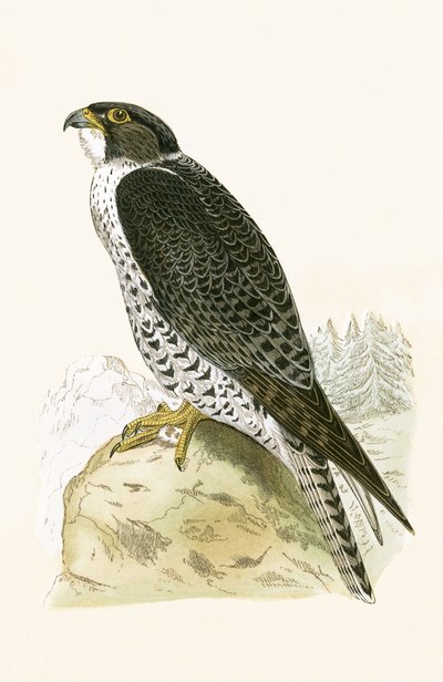 Halcón Jer noruego, ilustración de 