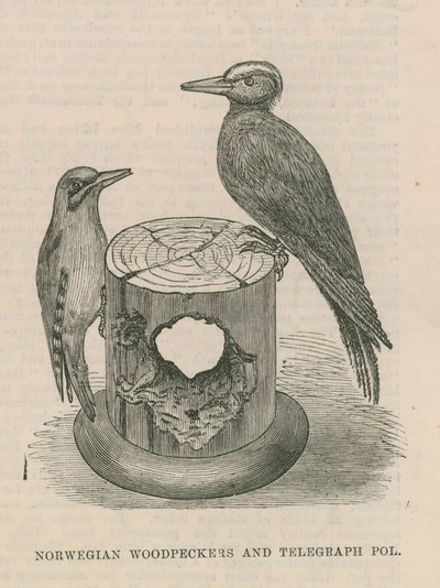 Pájaros carpinteros noruegos y poste de telégrafo de English School