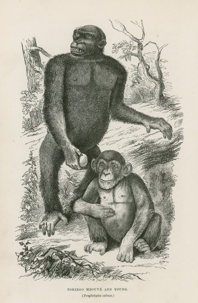 Nshiego Mbouve y joven, Troglodytes Calvu de English School