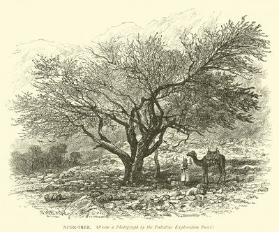 Árbol Nubk de English School
