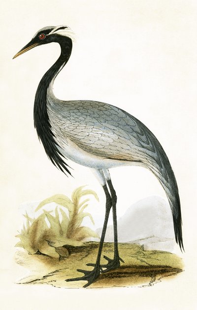 Grulla Numidiana, ilustración de 