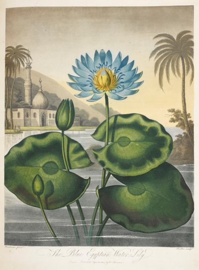 Nymphaea Caerulea, nenúfar egipcio azul de English School