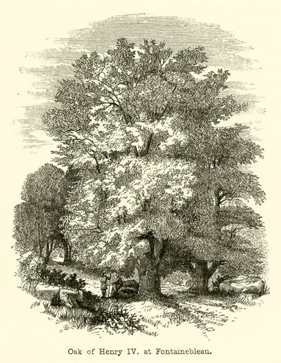 Roble de Enrique IV, en Fontainebleau (grabado) de English School