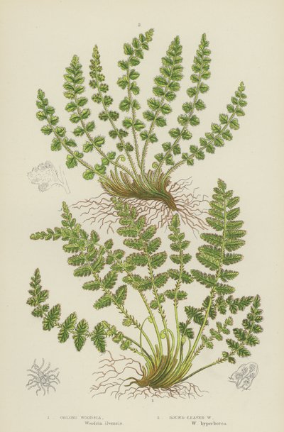Woodsia oblonga, Woodsia de hoja redonda (litografía en color) de English School