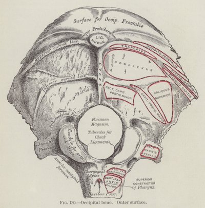 Hueso occipital, superficie externa (grabado) de English School