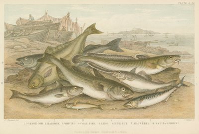 Peces del océano de English School