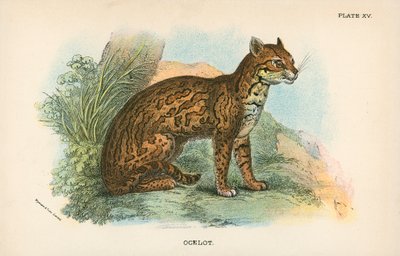 Ocelote de English School