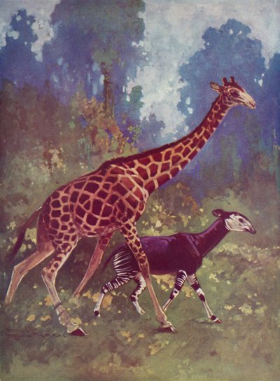 Okapi y jirafa de English School