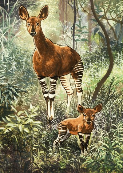Okapis del Congo de English School