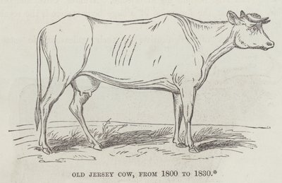 Vieja vaca Jersey, de 1800 a 1830 de English School