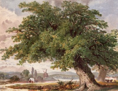 Old Oak by the Wayside, Surrey (litografia en color) de English School