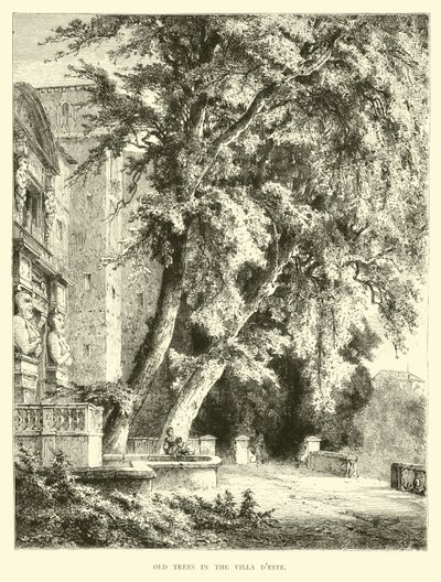 Árboles viejos en la Villa d
