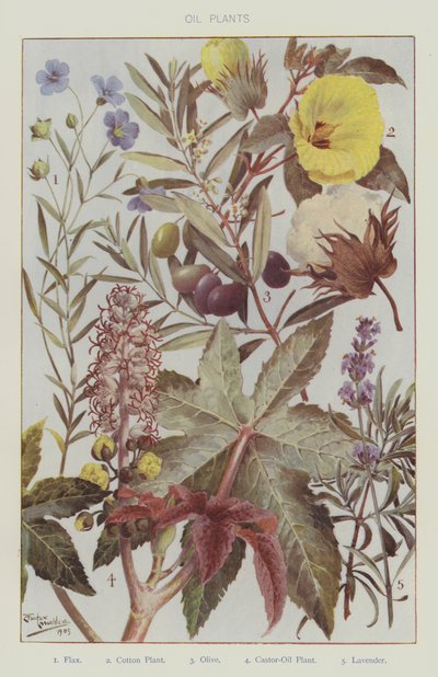 Plantas de olivo (litografía en color) de English School