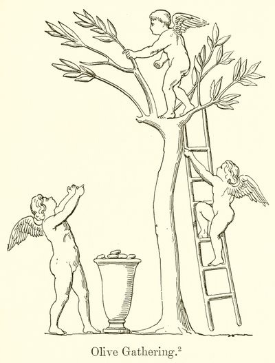 Recolección de Aceitunas de English School