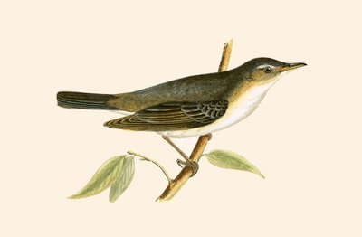 Curruca del olivo, ilustración de 