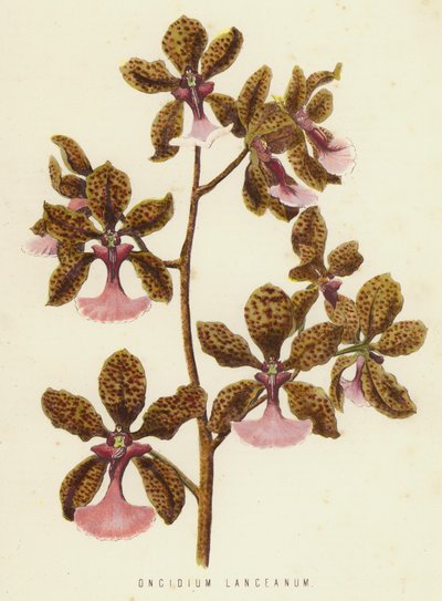 Oncidium Lanceanum (cromolito) de English School