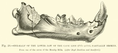 La mitad inferior de la mandíbula del León de las Cavernas (Felis spelaea), parcialmente rota de English School