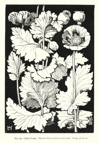 Amapola de opio; Flores de blanco a carmesí y púrpura; Altura 30 pulgadas de English School