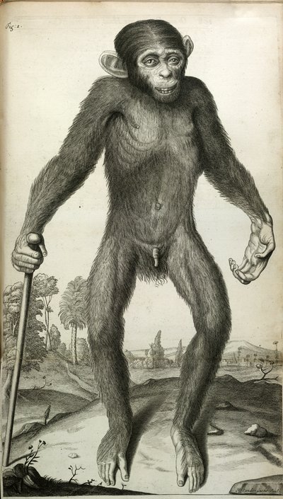 Orang-Outang, sive Homo Sylvestris: o la anatomía de un pigmeo comparada con la de un mono, un simio y un hombre...
