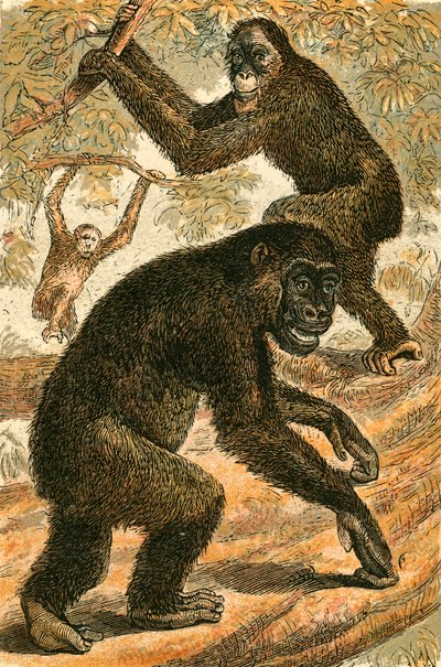 Orangután y Gorila de English School