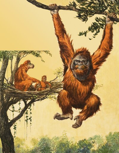 Orangutanes de English School