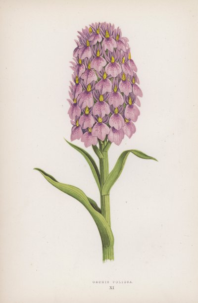 Orchis Foliosa de English School