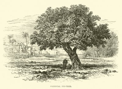 Higuera oriental de English School