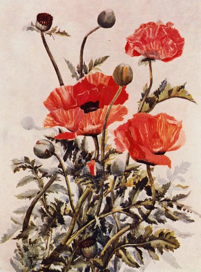 Amapolas orientales (litografía en color) de English School
