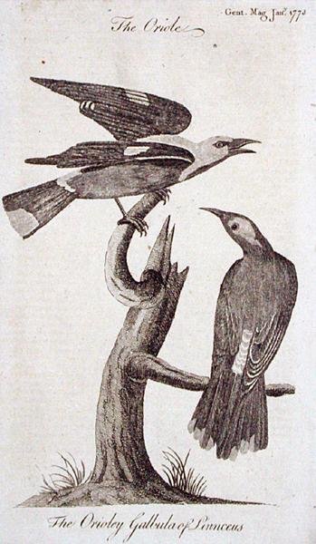 Oriole, de 