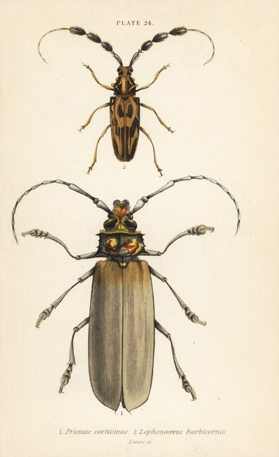 Orthomegas cinnamomeus Prionus corticinus 1, y Batus barbicornis, Lophonocerus barbicornis 2 de English School