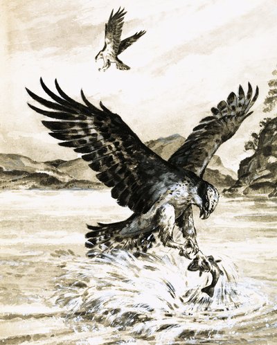 Águila pescadora atrapando un pez de English School