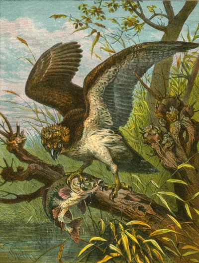 Águila pescadora de English School