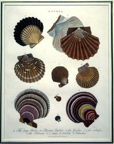 Ostrea, ilustración de la 