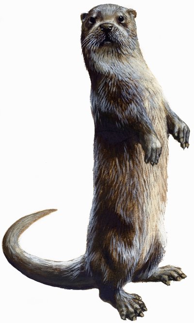 Nutria de English School