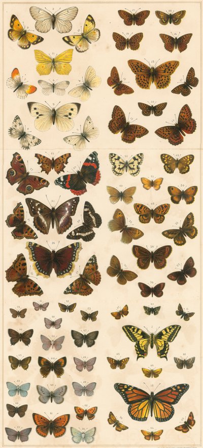 Nuestras mariposas británicas de English School