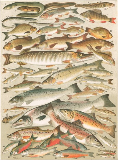Nuestros peces de agua dulce británicos de English School